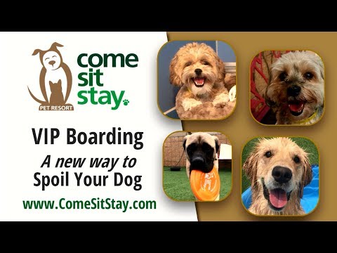 Pet Boarding Video for Come Sit Stay in Parker Colorado