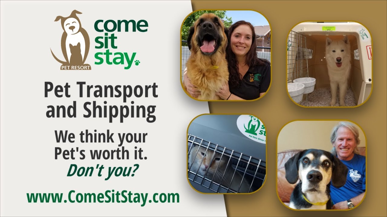 Come Sit Stay Pet Shipping marketing video – Parker Colorado